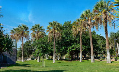 Palm trees in a park on a sunny day. Tenerife. Canary Islands.