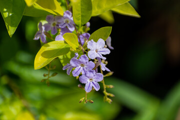 Beautiful purple flower