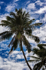 coconut tree