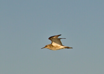 Ruff (Philomachus pugnax), Crete, Greece