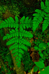 Green paparatnik leaves in the forest, the background of nature.