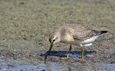 Red Knot (Calidris canutus), Greece