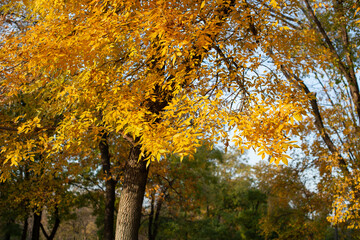 autumn landscape with yellow leaves