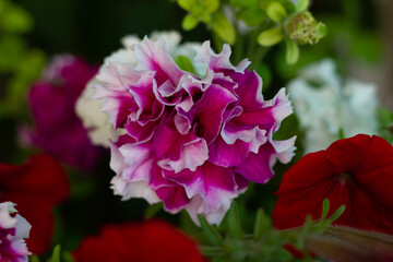 red and white flowers