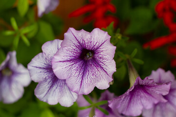 Fototapeta premium close up of a flower