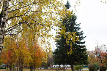 Naklejka premium autumn in the park