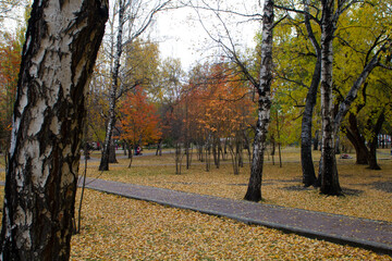 Fototapeta premium autumn in the park