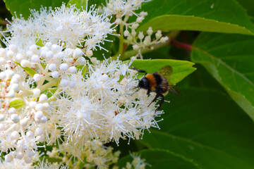 A young green flowering branch in the garden.