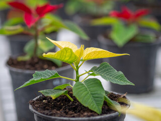Poinsettia in the greenhouse Christmas Star