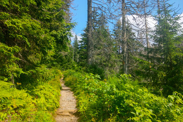 Fototapeta na wymiar A scenic trail for climbing the mountain through the green forest.