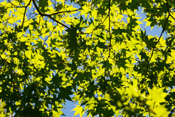 Obraz premium 青紅葉 葉模様