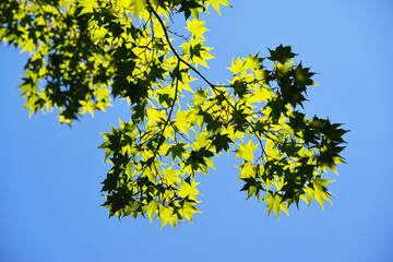 青紅葉　葉模様