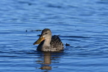 Female Northern Shoveler duck floating on water