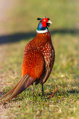 Colorful Fasan bird on a meadow looking backwards