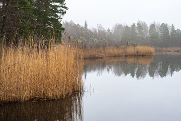 Forest lake with reed bed a misty winter day