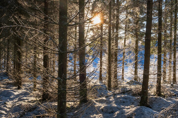 Tree trunks in a forest in winter with sunbeams