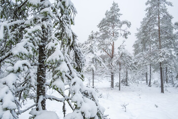 Winter forest with snowy spruce branches in a forest