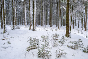 Spruce forest with snow and frost in winter