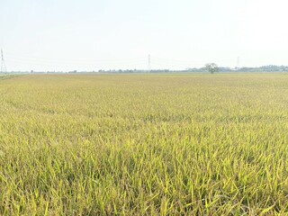 rice field in country farm