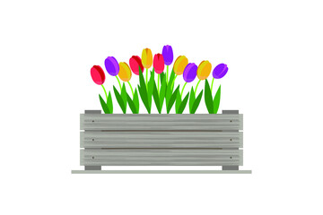 Tulips in a wooden box, gardening. Spring. Vector illustration.
