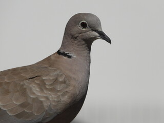 pigeon