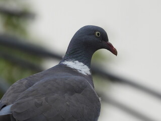 pigeon