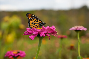 Fototapeta na wymiar A butterfly collecting nectar from the pink zinnia flower late in the season. Fall, autumn flowers and butterfly.