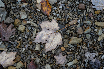 A single leaf laying on gravel. Very detailed view of the back of the leaf. You can see the veins of the leaf and the water droplets from the rain. Autumn, fall image. 