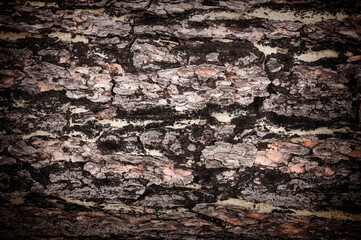 Close-up of tree bark in vintage style. The surface of the trunk of an old tree. Wooden background close up with dark vignetting.