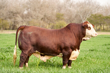 bradford bull on a farm for genetic improvement of beef cattle. - obrazy, fototapety, plakaty