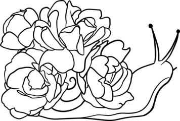 Cute flower snail, gastropods. Vector Illustration of mollusc with floral shell. Hand drawn black and white illustrations. Line art. 