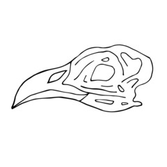 Vector hand drawn doodle sketch bird skull isolated on white background