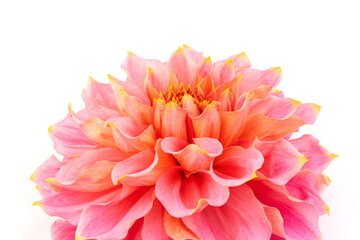 Fototapeta premium Pink, yellow and white fresh dahlia flower macro photo isolated against white background. Picture in color emphasizing the light different colours and yellow white highlights. Mother day background.