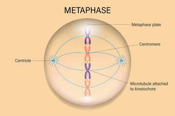 Metaphase. Cell division. Cell cycle.
