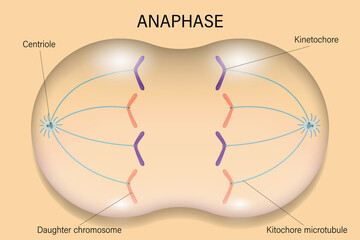 Anaphase. Cell division. Cell cycle.