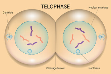 Telophase. Cell division. Cell cycle.