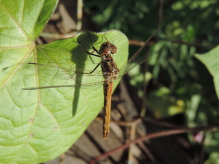 Close-up dragonfly sitting on a large green leaf.