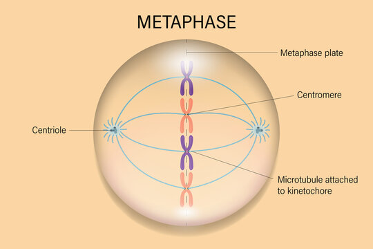 Metaphase Images – Browse 1,256 Stock Photos, Vectors, and Video ...
