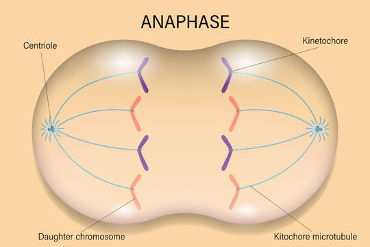 Anaphase 이미지 – 찾아보기 4,896 스톡 사진, 벡터 및 비디오 | Adobe Stock
