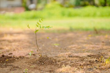 Ficus Bonsai, Neem tree or Azadirachta Indica at field.