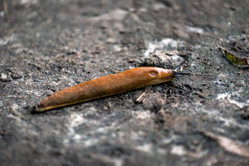 brown slug on the soil