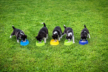 five husky puppies eat from bowls