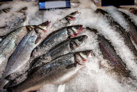 Seabass (Dicentrarchus labrax) on ice at the fish market
