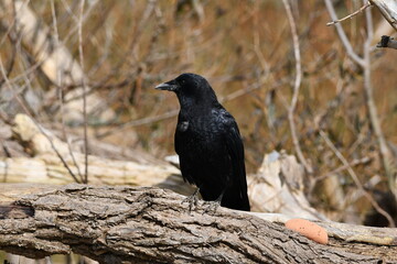 Fototapeta premium Crow sits perched on fallen tree