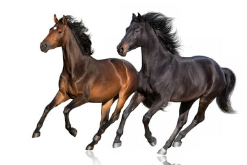 Fototapeta na wymiar Bay horses run free gallop isolated on white
