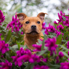 Ritratto di cucciolo di American Staffordshire terrier