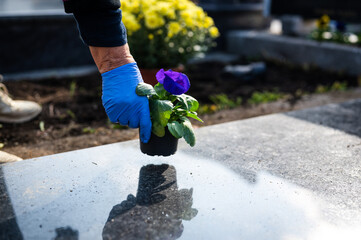 An old woman's hand with Covid-19 protective glove lying down fresh flower on a grave. Paying respect at cemetery during coronavirus pandemic.