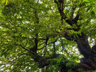 Close-up view of the old and big tree, from down to the treetop with green leaves. Blue sky is visible through the tree branches.