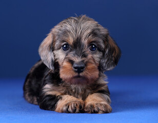 Little cute wire haired dachshund puppy on blue background