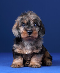 Little cute wire haired dachshund puppy on blue background